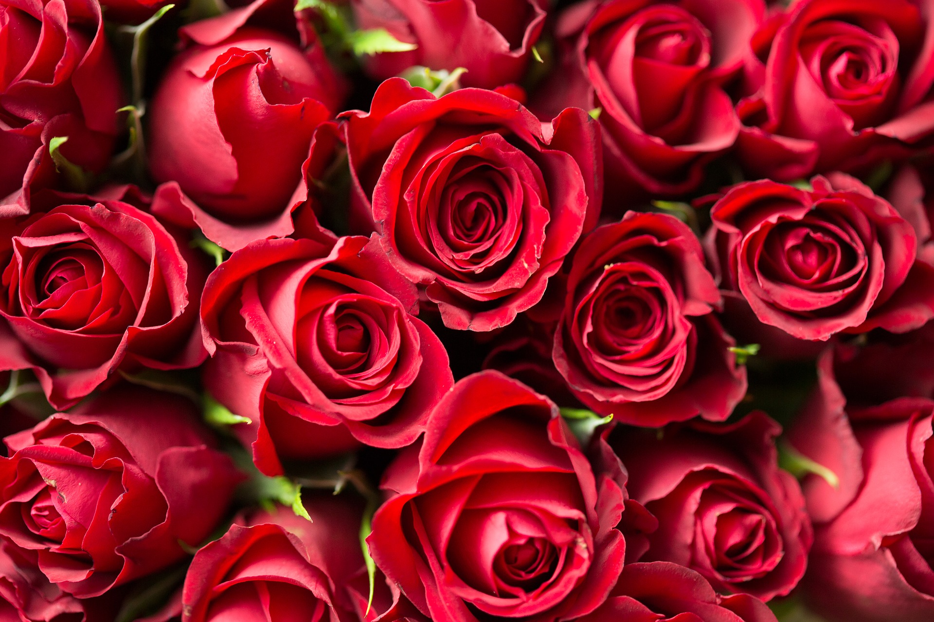 Quelle quantité de roses pour déclarer mon amour ? - Conseils